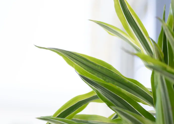 Apartament Etheria Comfort House *