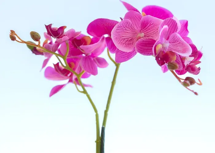 Etheria Comfort House Kos