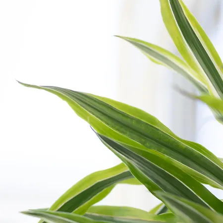 Apartmán Etheria Comfort House *